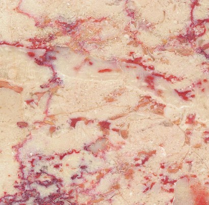 土耳其粉红玫瑰